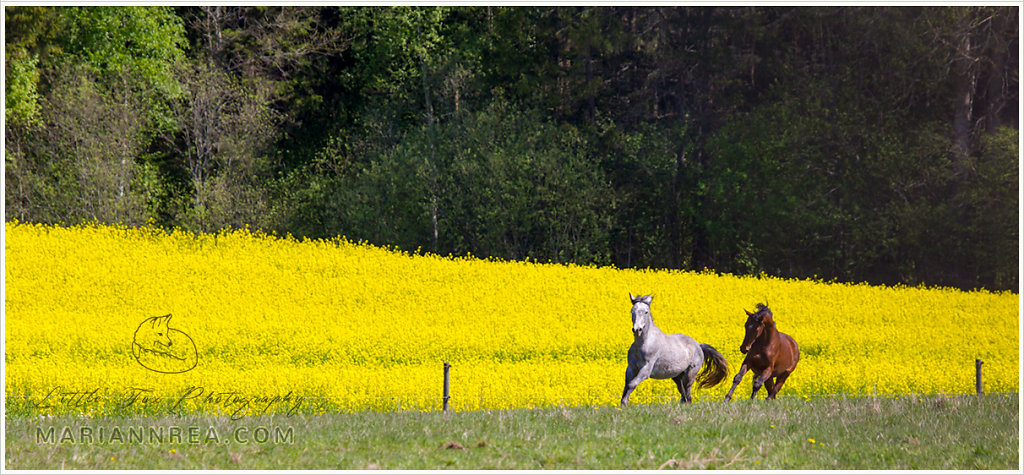 Among the yellow fields we ride