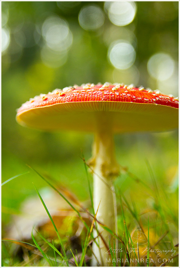 Fly agaric and bokeh